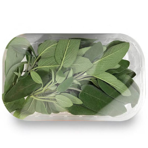 SALVIA